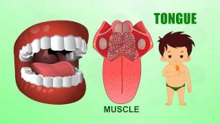 Tongue |  Human Body Parts | Pre School | Animated Videos For Kids