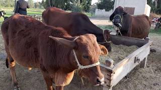 How To Milk A cow To Get maximum Milk. Manual Cattle Milking Technique