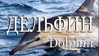 Дельфин — Dolphin