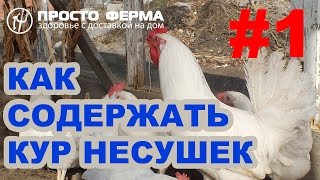 Просто ферма | Клеточное содержание кур несушек | Выпуск №1