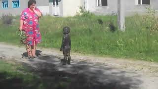 Контакт с пришельцами НЛО в деревне Уникальные редкие кадры