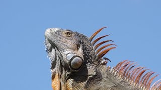 Green Iguanas Climb 02 Footage