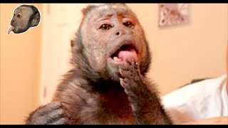 Monkey Eats Finger Licking Good Chips! CRUNCH!