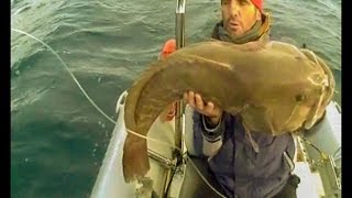 grouper dentex snapper ΣΦΥΡΙΔΑ ΚΑΙ ΑΛΛΑ ΤΡΙΑ ωραια ψαρια 