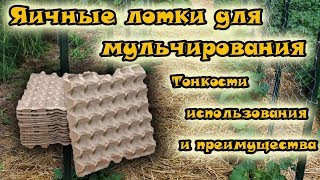 Мульчирование яичными лотками.  Все, что нужно знать. Яичные лотки применение в огороде