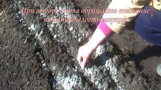 Как посеять морковь, чтобы получить урожай в мае. How to sow carrots to get the harvest in may