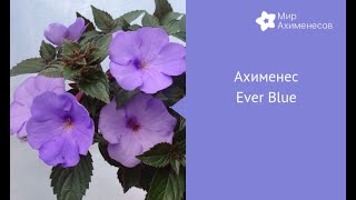 Ахименес Ever Blue