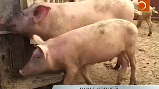 Африканская чума свиней пришла в Самарскую область
