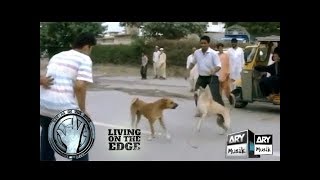 Wo Suna Hai Kuttay Ki Mout Margaya - Living On The Edge