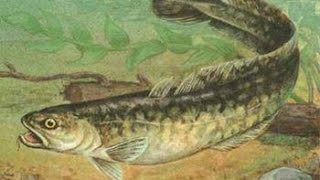 Vėgėlių žvejyba,Ловля налима,Burbot fishing