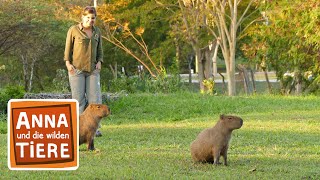 Warum bellt das Wasserschwein? (Doku) | Reportage für Kinder | Anna und die wilden Tiere