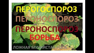 НА ОГУРЦАХ ПЕРОНОСПОРОЗ откуда берётся, БОРЬБА с ЛОЖНОЙ МУЧНИСТОЙ РОСОЙ