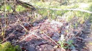 Як ростуть сморчки у лісі