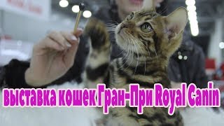 ВЫСТАВКА КОШЕК 2017/// КУДА ДЕЛАСЬ ДЖИНА!?