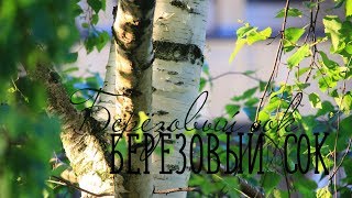 БЕРЕЗОВЫЙ СОК / Разбор на гармони
