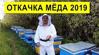 Откачка Мёда 2019 ? Умный Улей ✅ Хочу Медовухи ?