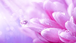 Positive Love Energy | 528Hz Miracle Healing Frequency | Ancient Healing Tones | Chakra Healing