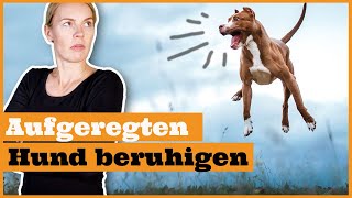 Aufgeregten Hund beruhigen I So lernt dein Hund Geduld I Frustrationstoleranz beibringen