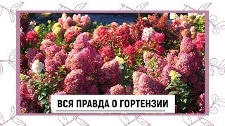 ВСЯ ПРАВДА О ГОРТЕНЗИИ
