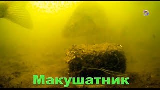 Макушатник. Съемка под водой на озере. underwater. Рыбалка. Fishing. angeln. câu cá. ประมง