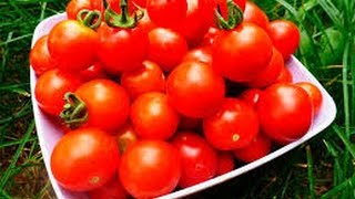 Обзор   Томаты для консервирования.  Помидоры на зиму.  Приусадебное хозяйство.