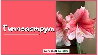 Гиппеаструм. Как вырастить и любоваться цветением каждый год