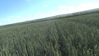 Яровая пшеница, Тризо, норма высева 65 кг./га (2 млн.шт./га) 06.07.17
