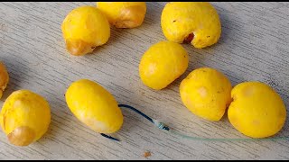 Ферментированная-пьяная кукуруза на карпа и карася