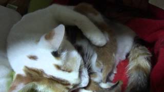 My Cat Ashley has given Birth To 2 Kittens