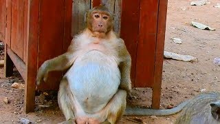 OMG !!! So big belly  How Sweet Pea lost weight / Monkey Post