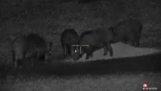 Wild Boar Hunting with ATN X-Sight 4k PRO 5-20x
