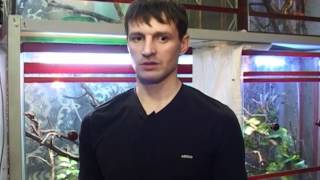 Хамелеоны
