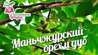 Маньчжурский орех и дуб в саду. Урожайные грядки.