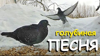 КУРЫ не несутся, КОЗЫ не доятся, ДЕНЬГИ кончились. Всё идЁт ПО ПЛАНУ!