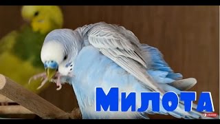 Попугаи, Тоша и Лайма , купаются и сохнут  Замедленная съёмка!