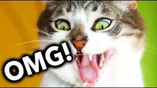СМЕШНЫЕ КОТЫ#3/ПРИКОЛЫ С КОТАМИ С ОЗВУЧКОЙ!/СМЕШНЫЕ ЖИВОТНЫЕ/FUNNY CATS!/ПРИКОЛЫ С ЖИВОТНЫМИ!
