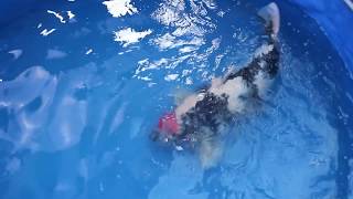 Amazing Koi Fish - 98 cm Jumbo Tancho Showa Koi