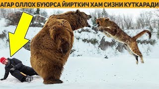 ОЛЛОХ АСРАЙМАН ДЕСА ЙИРТКИЧНИ ХИМОЯЧИ КИЛИБ КУЯДИ