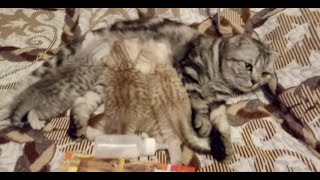 Котятам 25 дней Начинаем кормить!Зубки