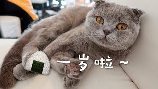 饭团儿一岁啦！！！我3D打印了OFF-WHITE JORDAN 1~