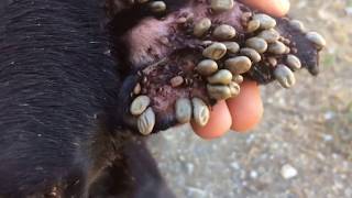 Rescued Poor Homeless Dog Attacked by Ticks