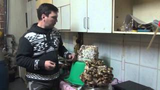 Шиитаке - король лечебных грибов