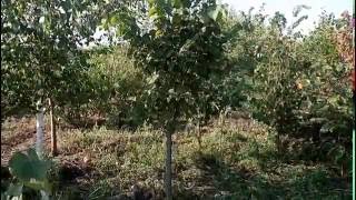 Липа крупнолистная | Plante.md