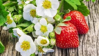 62.Клубника. Как отличить женский кустик от мужского.