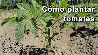Cómo plantar tomates