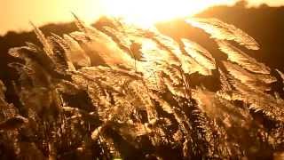 晚秋芒草季@新店 Miscanthus [SINDIAN / TAIWAN] 2013