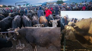 МОЛ БОЗОР махсус ШАРХЛАНГАН