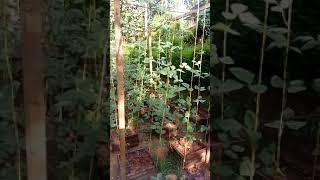പയർ കൃഷി  നൂതന രീതി  അൽഭുത  വിളവ്  കിട്ടാൻ
