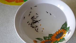 МОЛЛИНЕЗИЯ. МАЛЬКИ МОЛЛИНЕЗИИ.РАЗМНОЖЕНИЕ МОЛЛИНЕЗИИ.