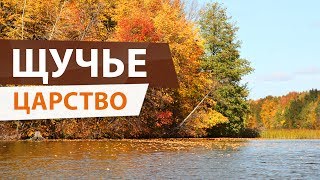 Осенний ЖОР ЩУКИ! Удачная рыбалка на Волге